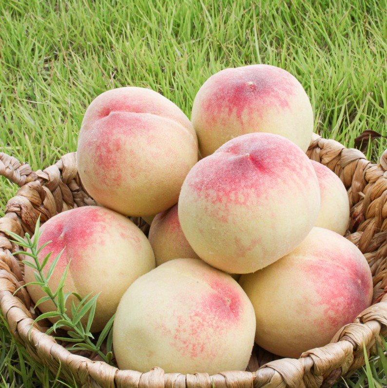 🍑 아삭하게 즐기는, 당도선별 딱딱이 복숭아