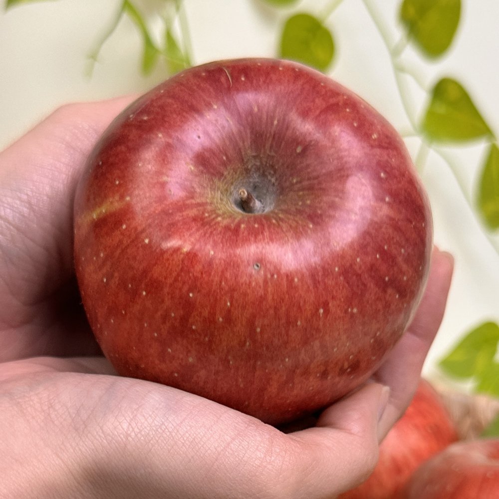 🍎 가성비 꿀사과, 부사사과 실속형