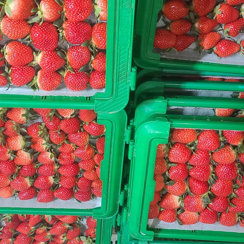 🍓 새콤달콤 향긋한, 설향 딸기