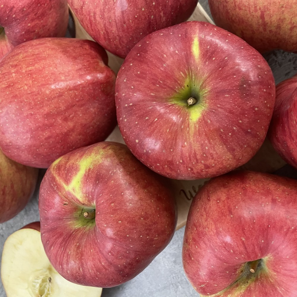 🍎 아삭 새콤달콤, 가을 홍로 사과