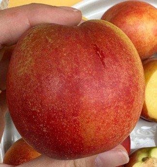 🍑 새콤달콤이 매력, 당도선별 천도복숭아