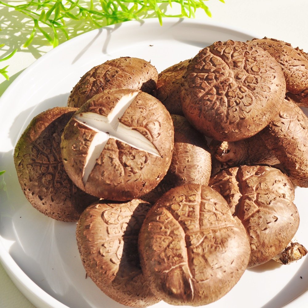 🍄 쫄깃한 향, 장흥 생표고버섯