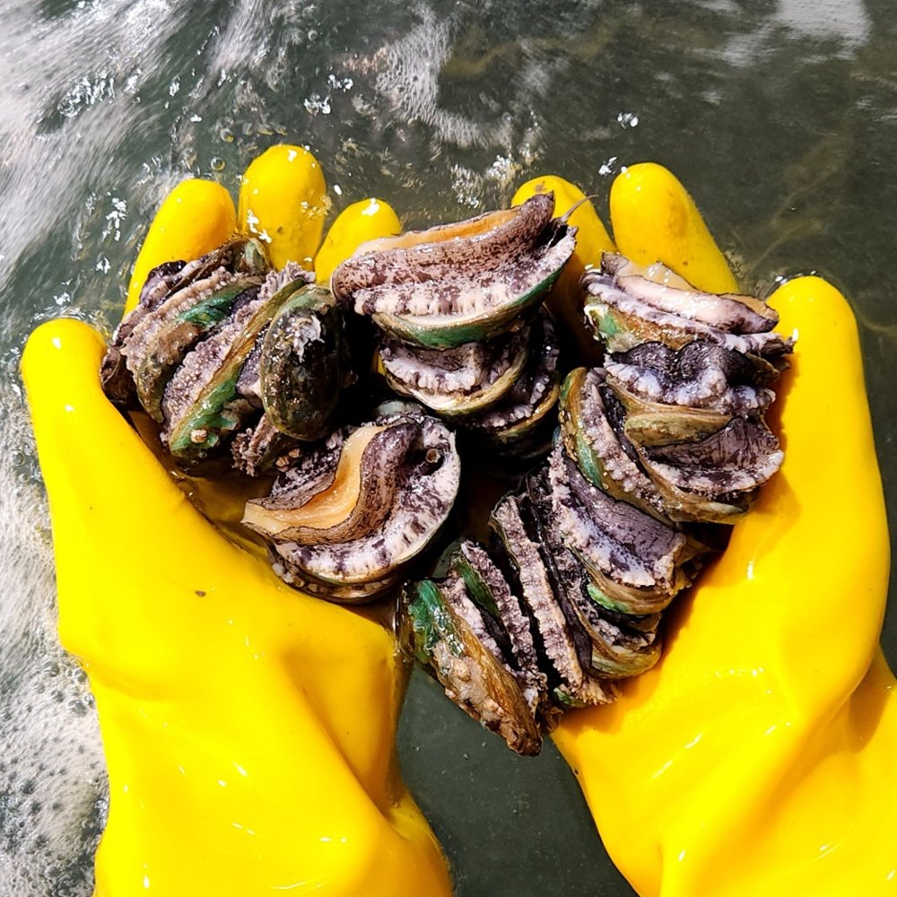 🐚 싱싱한 바다 그대로, 국내산 활전복