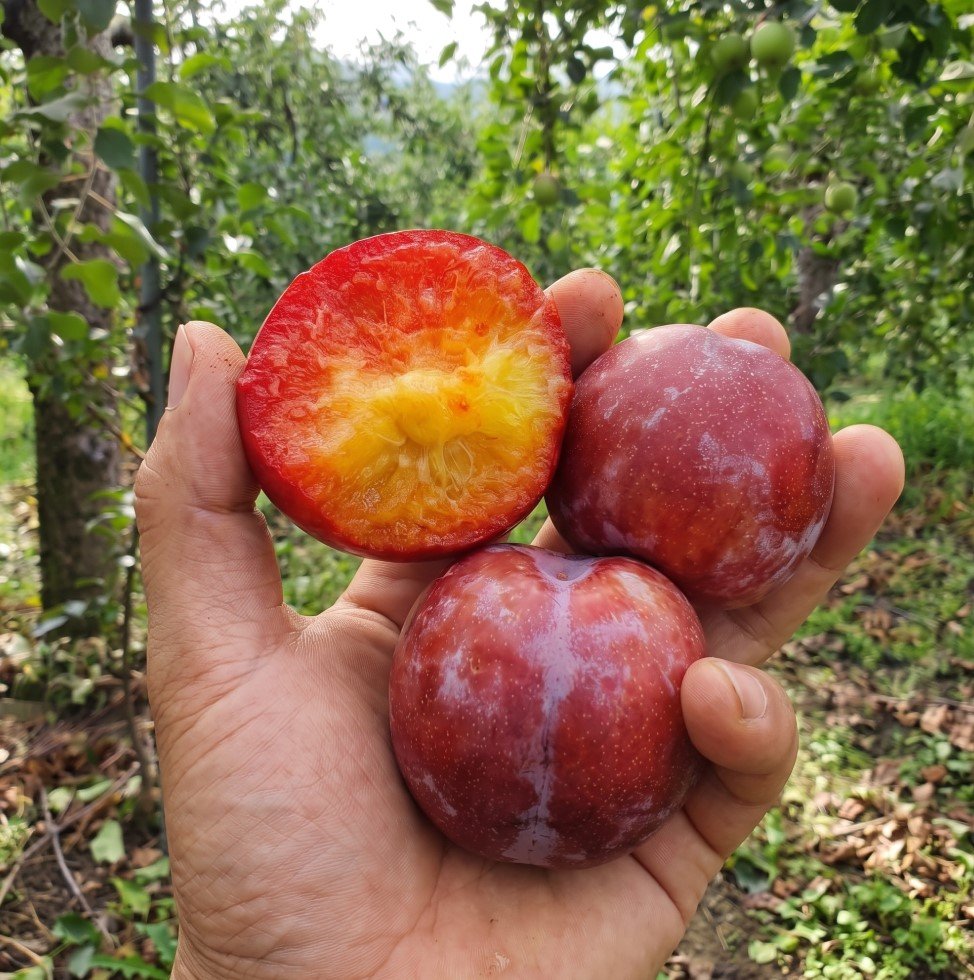 🍑 당도로 고른, 당도선별 홍로센 자두