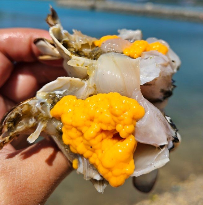 🦀 알이 꽉 찬, 국내산 급냉 암꽃게