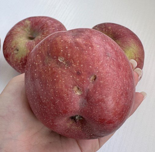 🍎 새콤달콤 꿀맛, 햇 부사사과