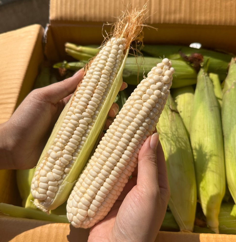 🌽 쫄깃하고 고소한, 강원도 미백 찰옥수수