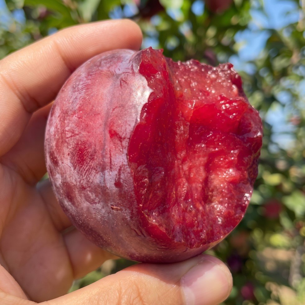 🍑 새콤함이 매력, 피자두