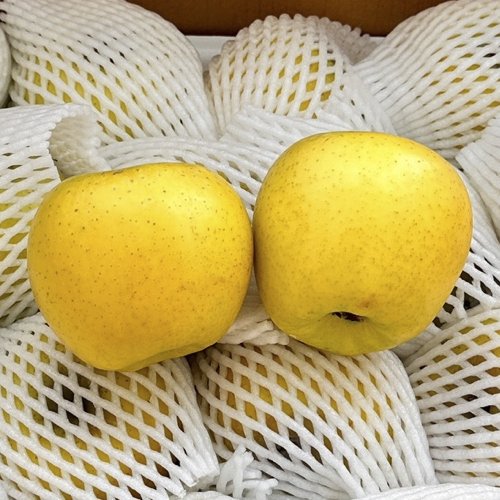 🍏 깨끗한 황금빛, 시나노골드 사과 정품