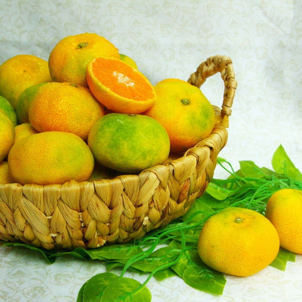 🍊 당도로 고른 제주, GAP 귤림원 하우스감귤