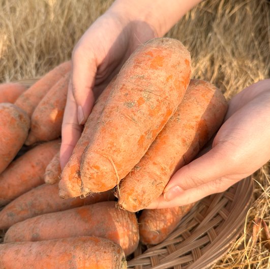 🥕 흙내음 가득, 국내산 흙당근