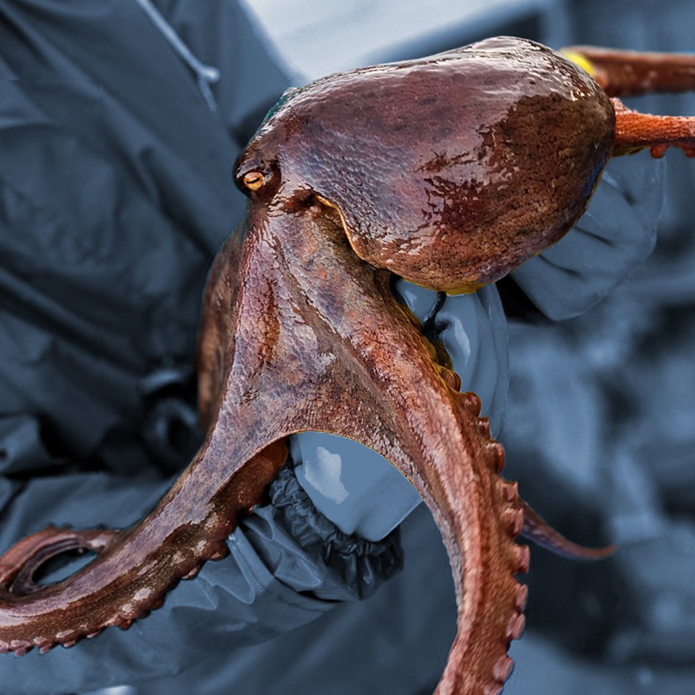 🐙 쫄깃한 자연산, 국내산 돌문어
