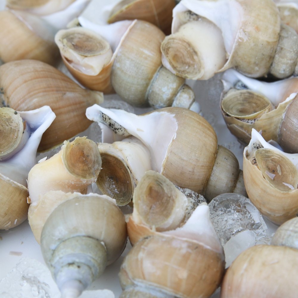 🐚 쫄깃한 별미, 국내산 백고동