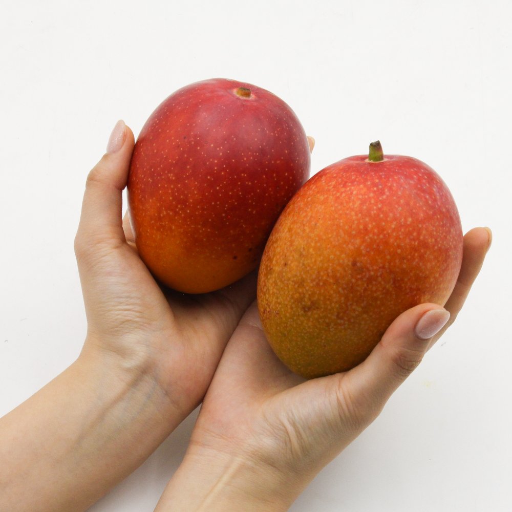 🥭 국산의 자부심, 제주 애플망고