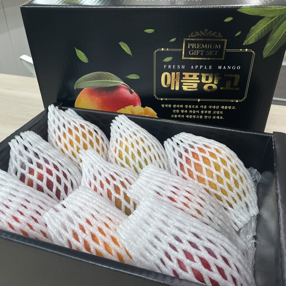 🎁 프리미엄 명절선물, 제주 애플망고 선물세트 (6입)